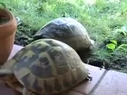 Turtle boy enjoying some sex