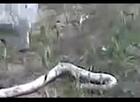DOGS FIGHT SNAKE, BUT WHO WINS ?