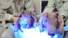 Green Pigs demonstrate success of UH reproductive science technique