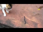 Cat watching and attacking a small snake like thing