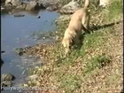 The Great Fishing Dog