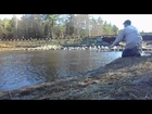Brown Trout Fly Fishing New Hampshire USA