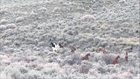 Wild Horses in the Owyhee Mountains