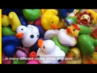 Rubber Ducks For Sale