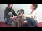Simple Canine Relaxation and Circulation Massage - Dog Massage I Recommend to All My Clients