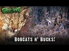 Bucks & Bobcats: Deer Hunting And Trapping In The Late Season