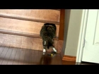 Kitten Getting Nerf Dart *Super Cute*