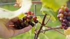 London's First Vineyard Since The Middle Ages