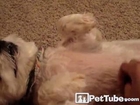 Dog BEGS for a Belly Rub