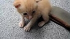 Adorable Kitten Rolling Around