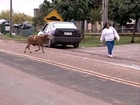 A crazy Sheep attacks people in Brazil...So funny!