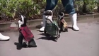Raw: Penguins in Japan March in African Costumes