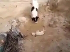 A dog buries a dead puppy
