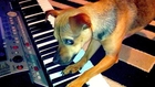Dog Learns To Play The Piano!